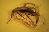 Two Fossil Beetles And Two Flies In Baltic Amber #123308-3